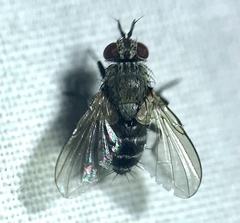 Microphthalma disjuncta
