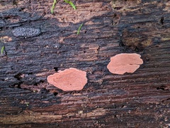 Hypoxylon rubiginosum