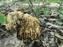 Clavaria