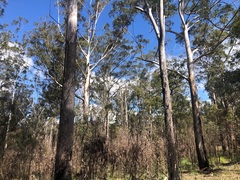 Eucalyptus pilularis