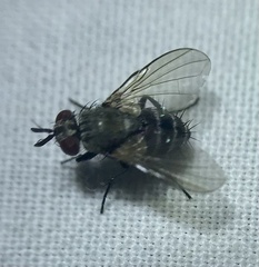 Microphthalma disjuncta