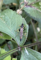 Ichneumonina