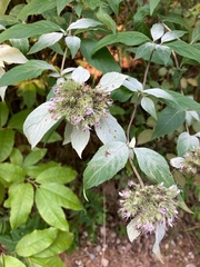Pycnanthemum