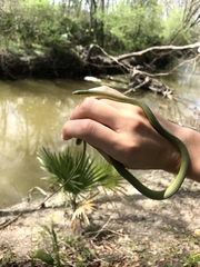 Opheodrys aestivus