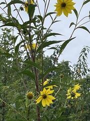 Helianthus giganteus