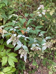 Pycnanthemum