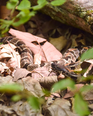 Crotalus horridus