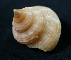 Calliostoma euglyptum
