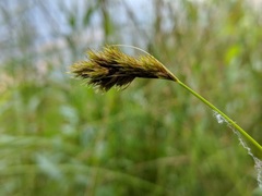 Carex crawfordii