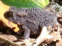 Anaxyrus americanus