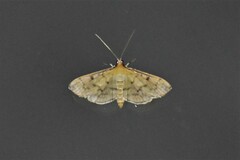 Herpetogramma fluctuosalis