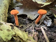 Cantharellus cinnabarinus