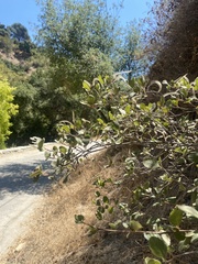 Cercocarpus betuloides