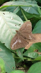 Papilionoidea