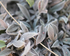 Phacelia imbricata
