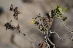 Trixis cacalioides