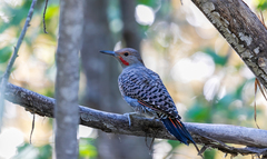 Colaptes auratus cafer