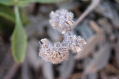 Phacelia imbricata