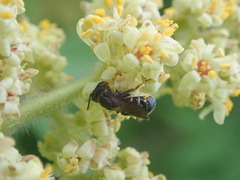 Megachilidae