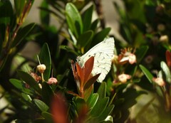 Hesperocharis paranensis
