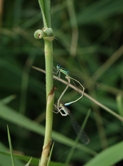 Ischnura pumilio