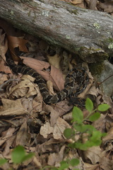 Crotalus horridus