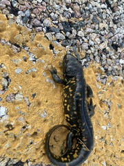 Ambystoma tigrinum