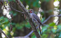 Colaptes auratus cafer
