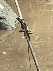 Basiliscus basiliscus