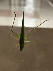 Neoconocephalus retusus
