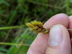 Carex crawfordii