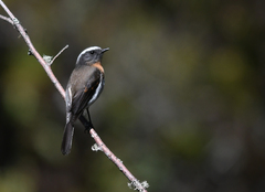 Ochthoeca rufipectoralis