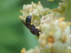 Megachilidae