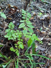 Pterophylla sylvicola