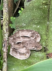 Bothriechis schlegelii