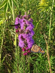 Liatris ligulistylis