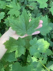 Actaea elata