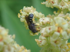 Megachilidae