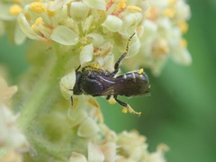 Megachilidae