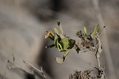 Trixis cacalioides