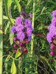 Liatris ligulistylis