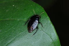 Pangaeus bilineatus