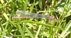 Ischnura