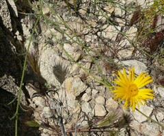 Xanthisma spinulosum