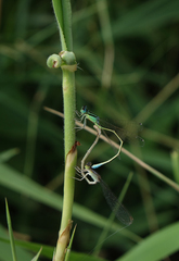 Ischnura pumilio