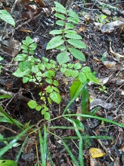 Pterophylla sylvicola
