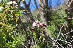 Aristeguietia salvia