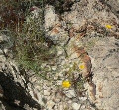 Xanthisma spinulosum