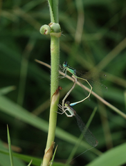 Ischnura pumilio