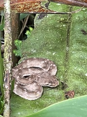 Bothriechis schlegelii